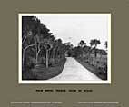 Tresco, Palm Drive, Isles Of Scily - Great Western Railway